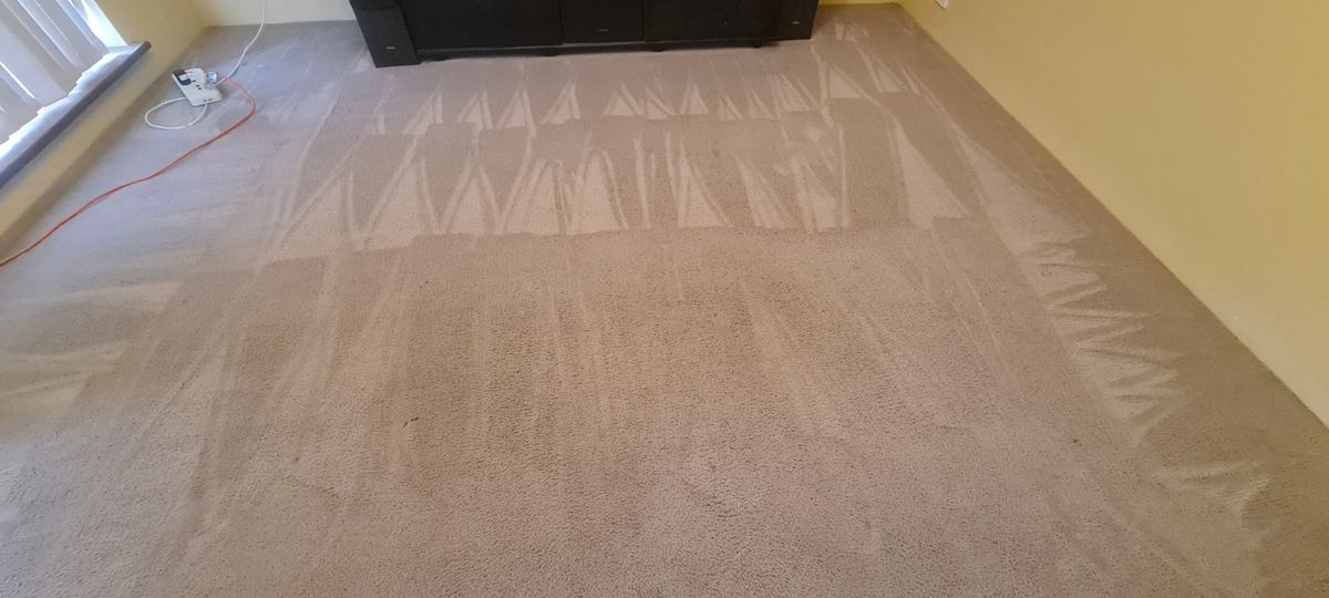 Freshly cleaned carpet with clean extraction rows
